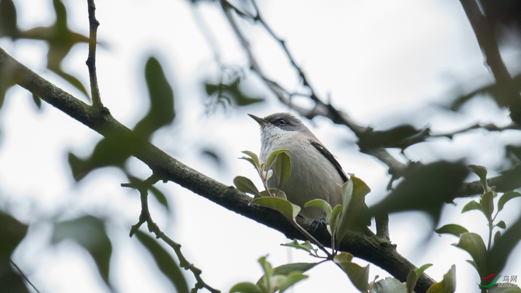神奇的川大白喉林莺