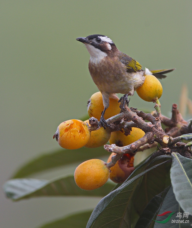 枇杷树的几只鹎