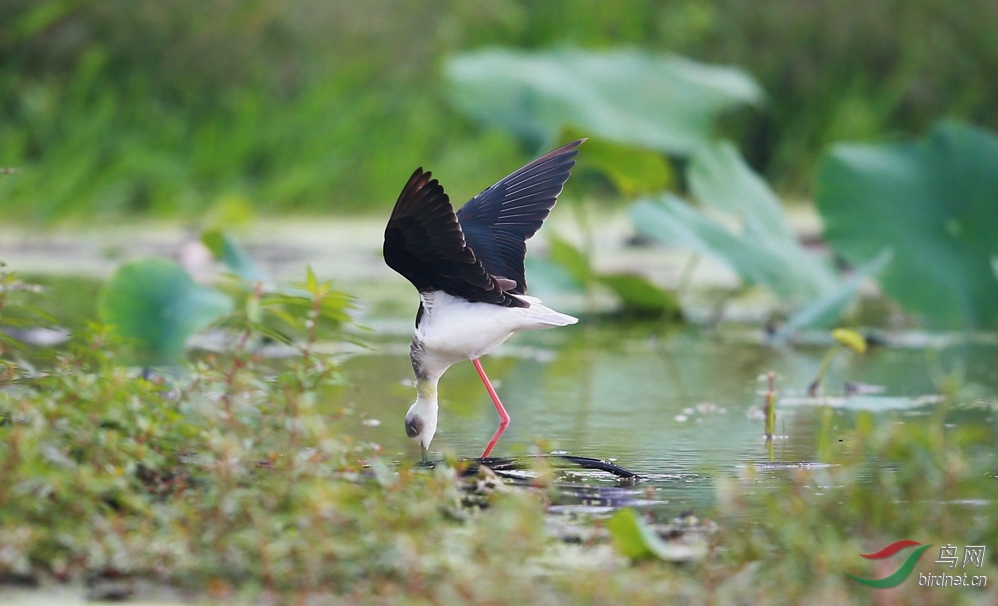 独腿黑翅长脚鹬