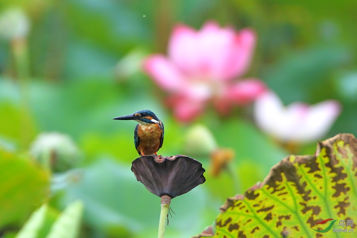 DSC_2251.JPG