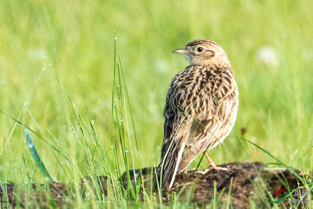 二斑百灵晨曦育雏忙