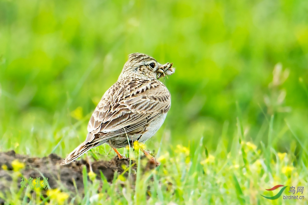 二斑百灵晨曦育雏忙
