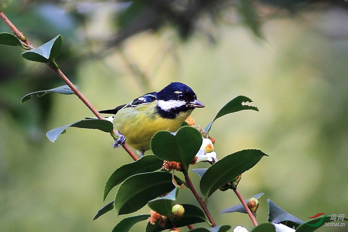 茶树上的黄腹山雀