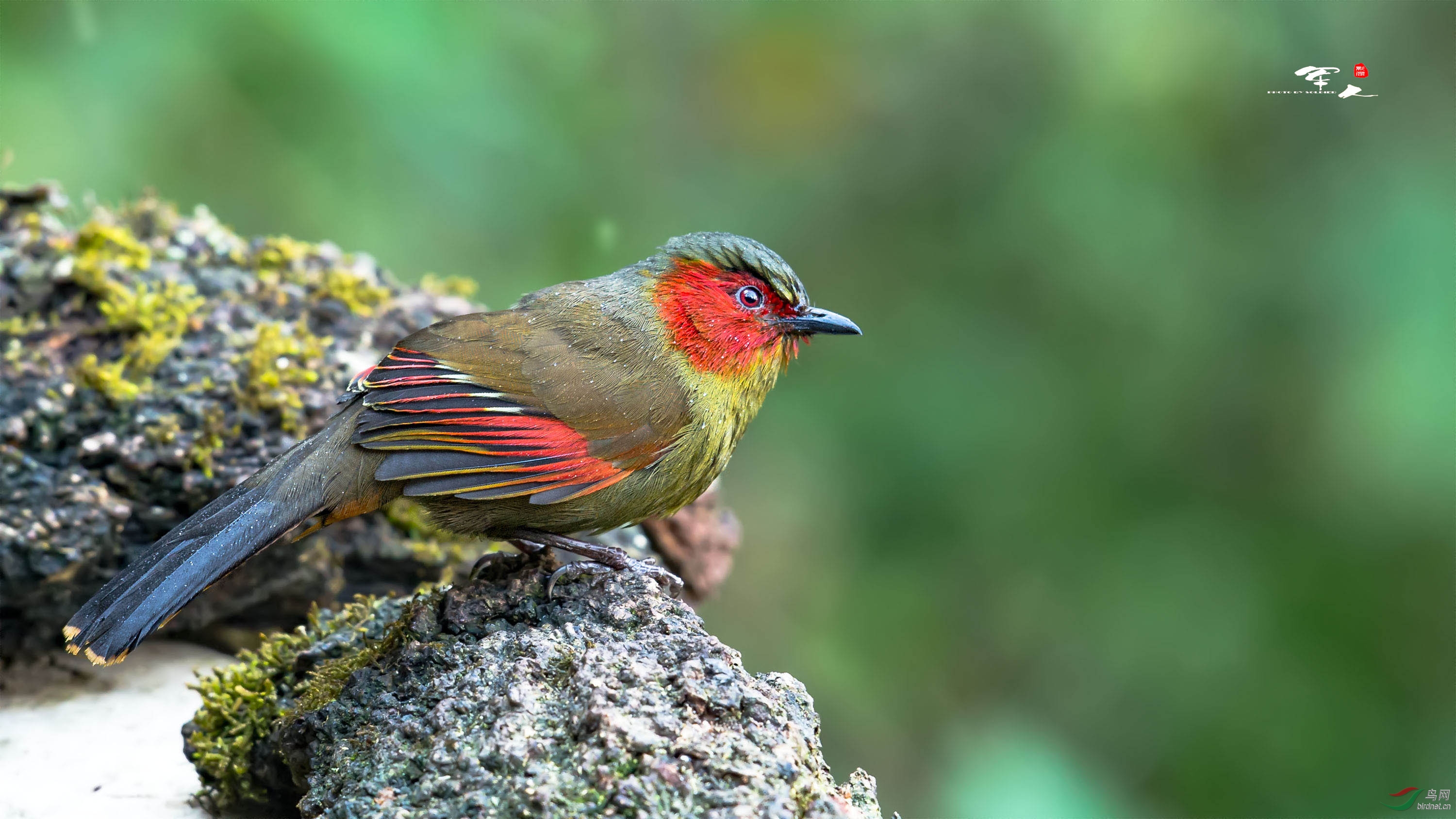 高黎贡山 之红颊噪鹛