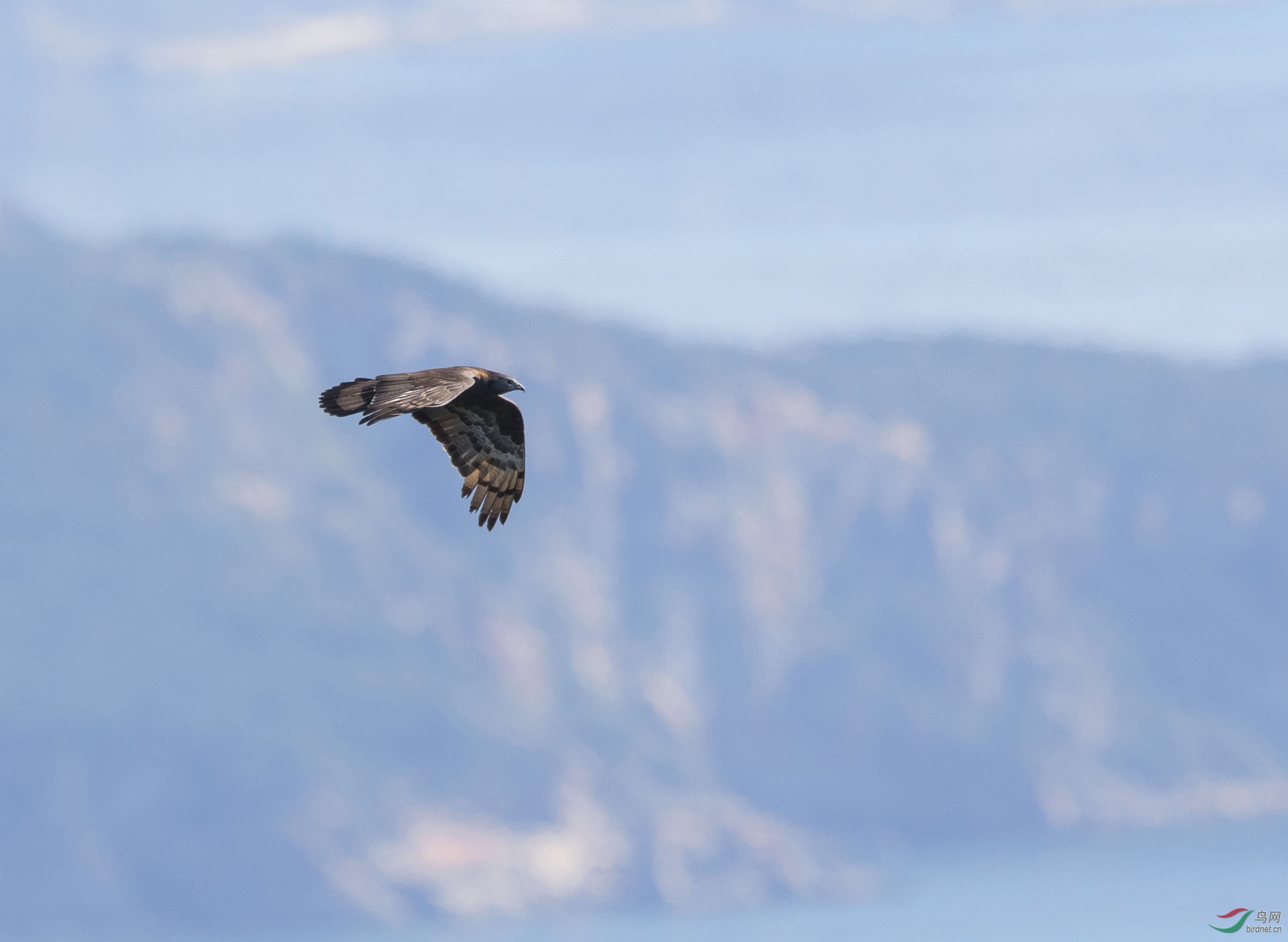 老铁山上空的鹰