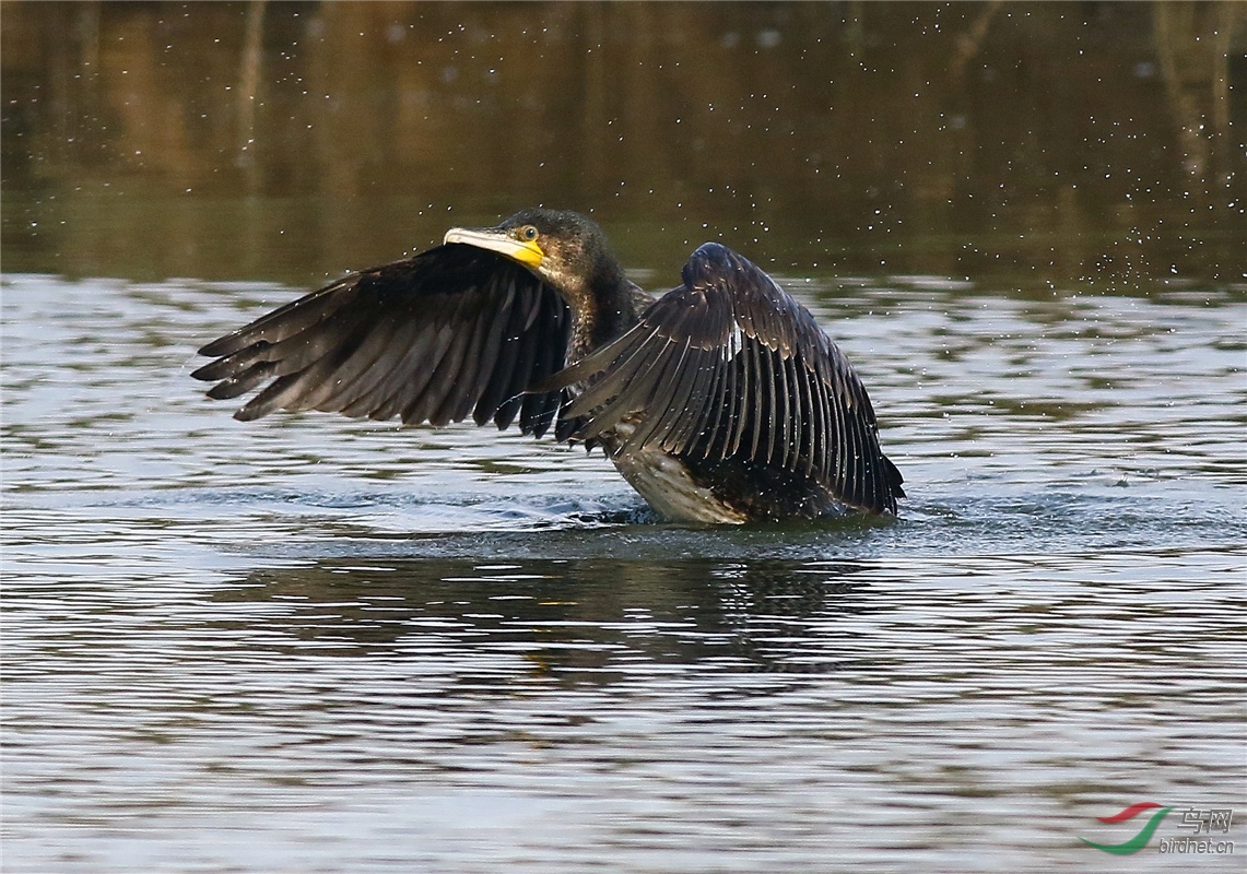 鷺鷀(1)