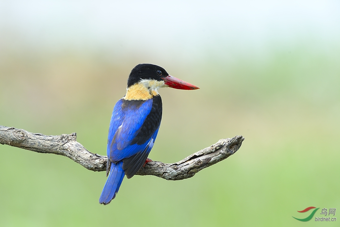 澳门明星鸟 — 蓝翡翠,国庆期间闪亮登场!