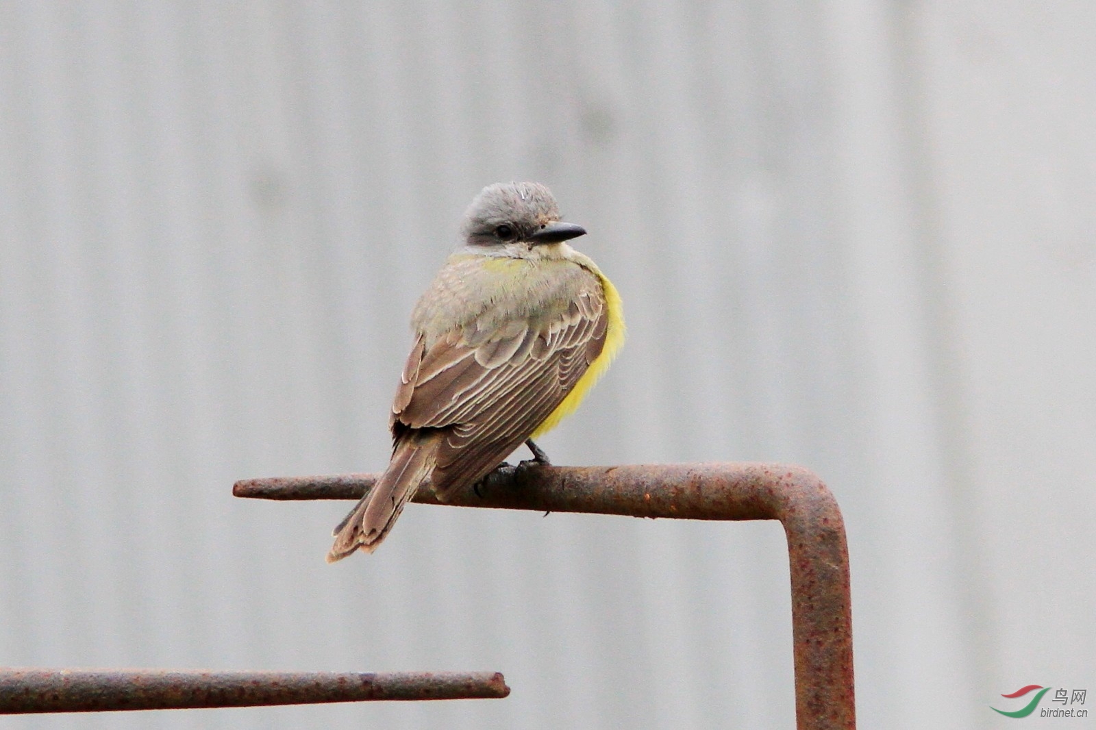 界限湾的鸟 一 林鸟(四)
