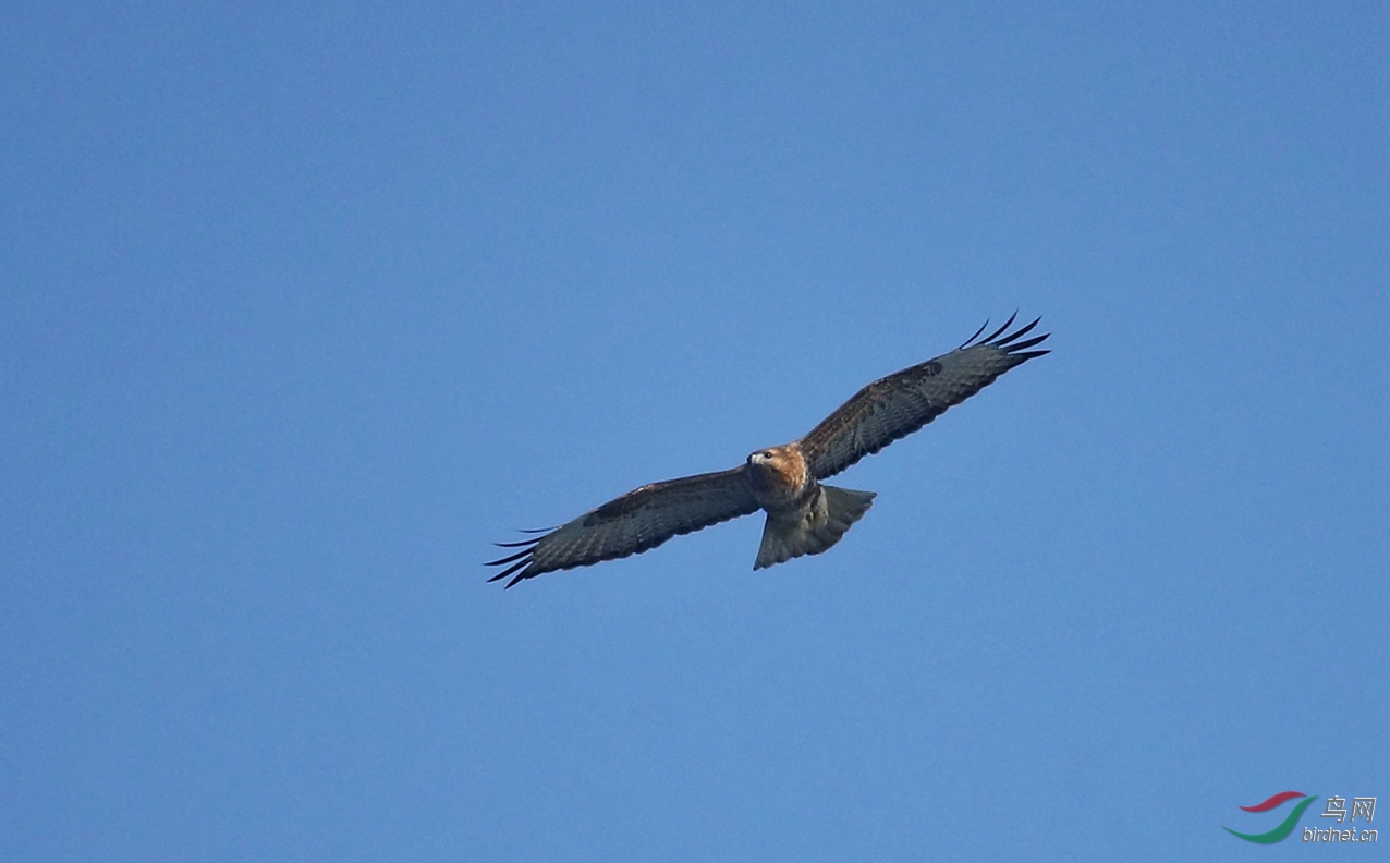 北京西山的迁徙鹰群