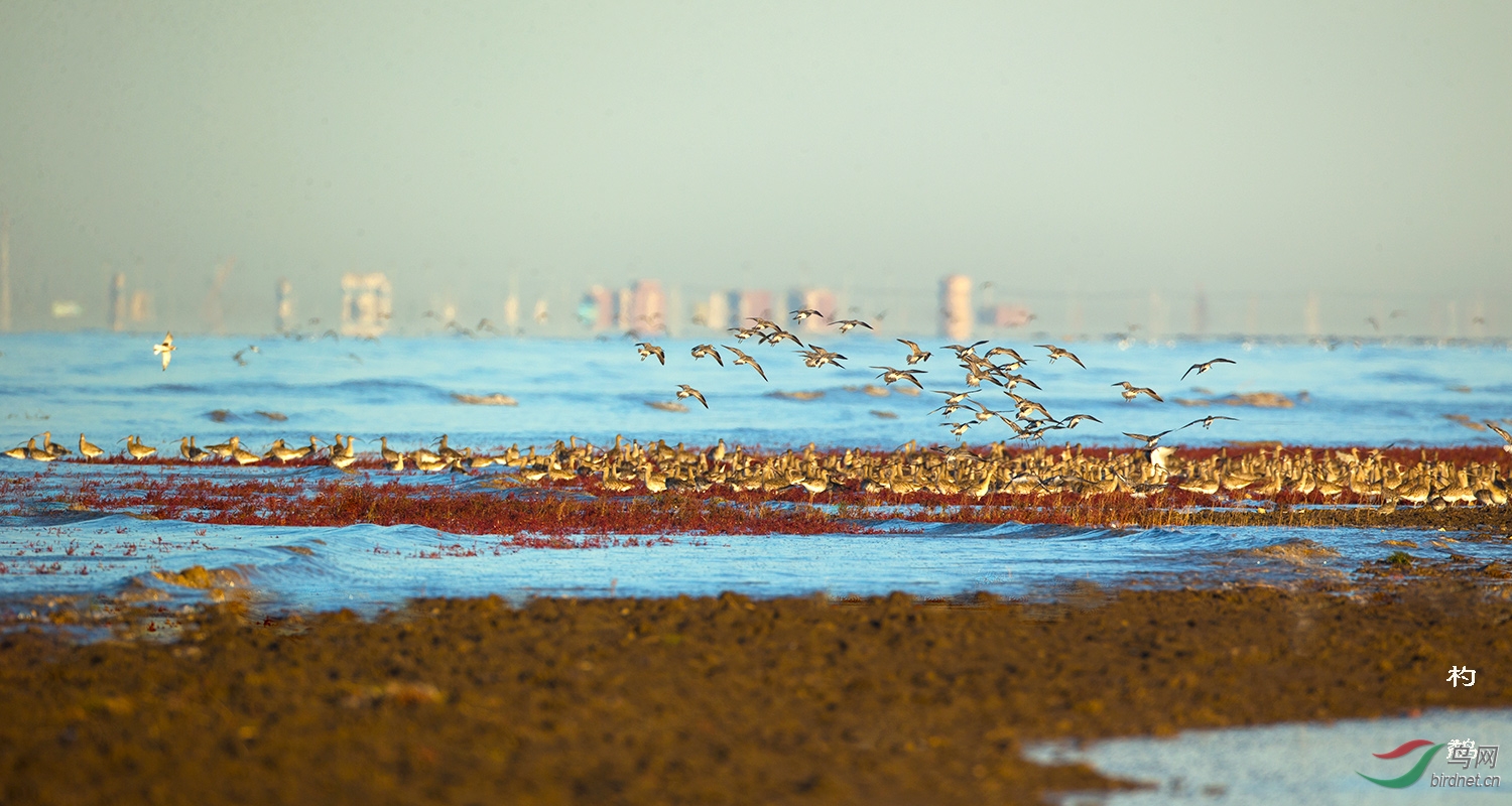 鹬鸟浪拍摄于辽河口湿地