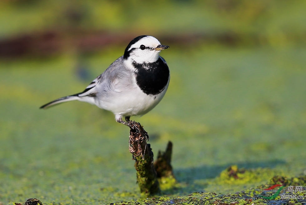 白鹡鸰系列(一)