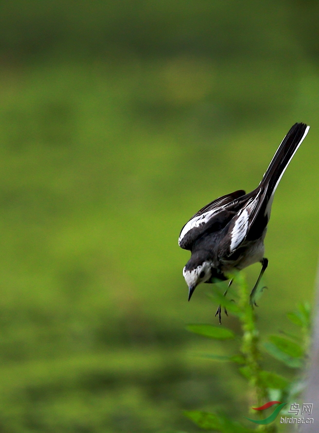 白鹡鸰系列(二)