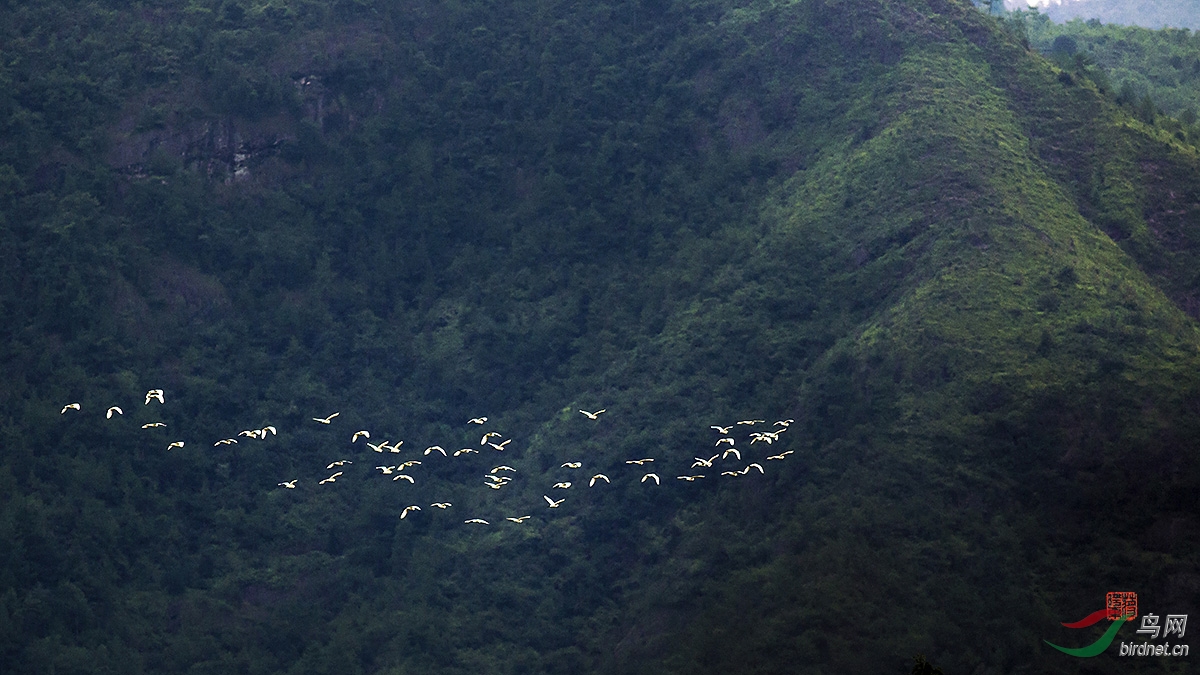 山间飞鸟