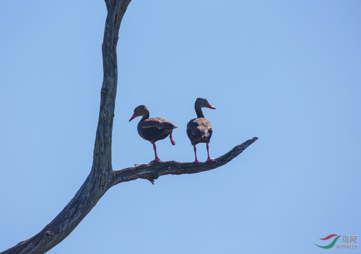鸭子不赶也上树--红嘴树鸭