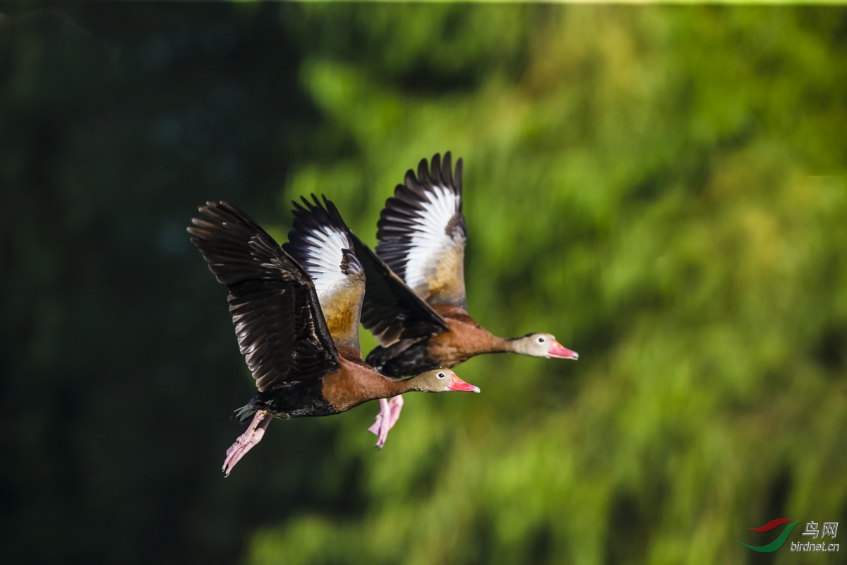 鸭子不赶也上树--红嘴树鸭