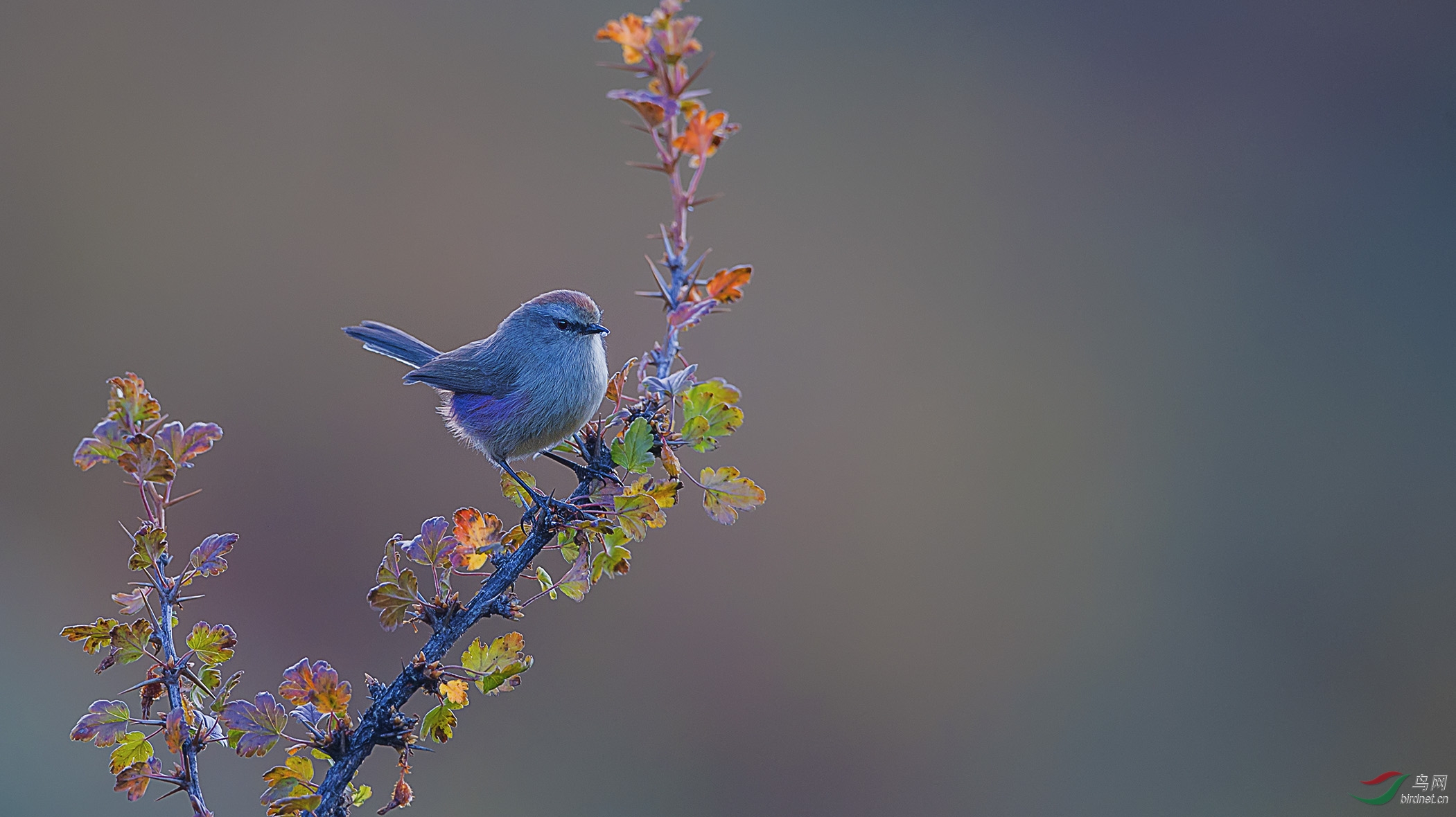花彩雀莺 white-browed tit-warbler(贺第1图获每日精华)