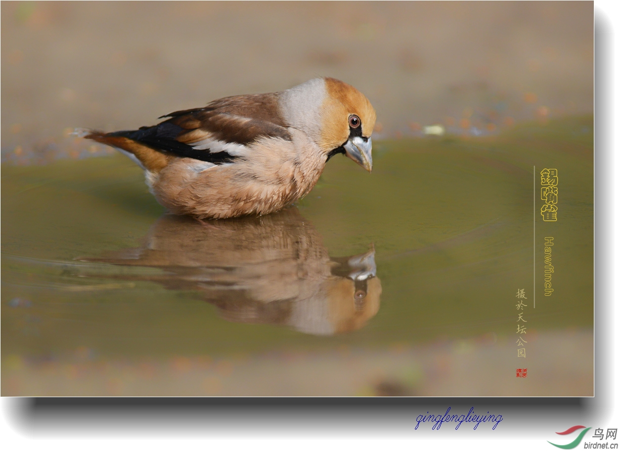 几片锡嘴雀(老西儿)