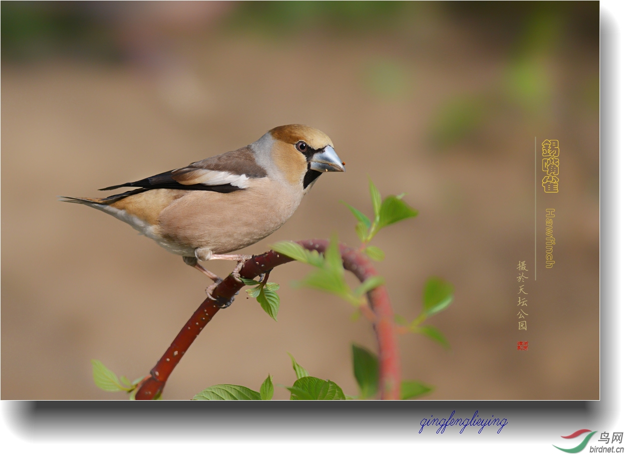 几片锡嘴雀(老西儿)