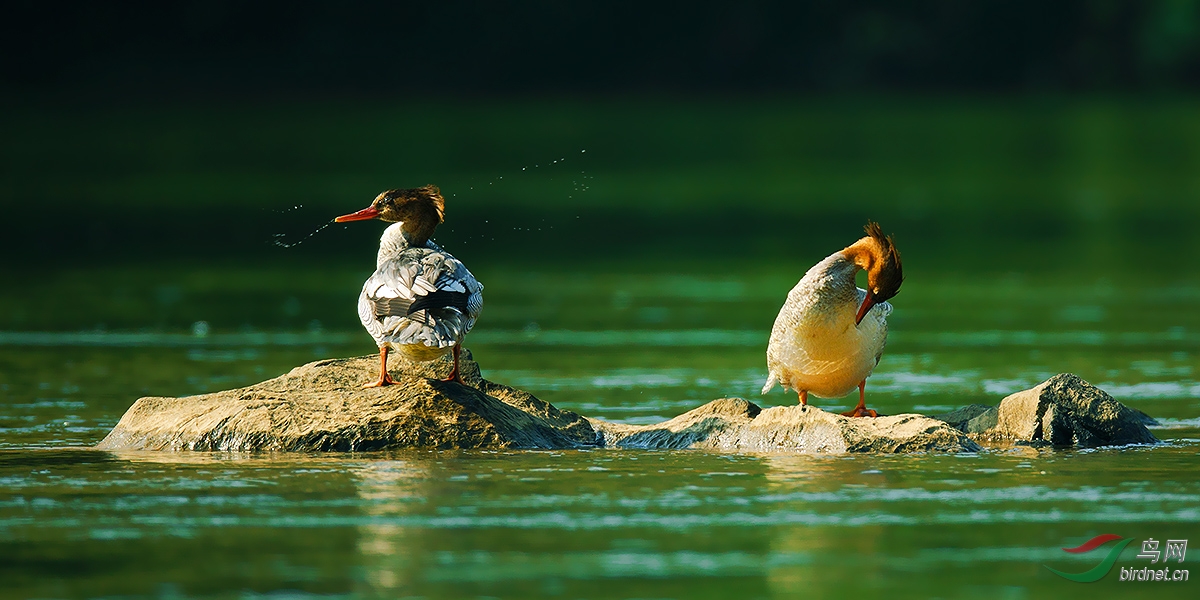 山光悦鸟性,潭影空人心!