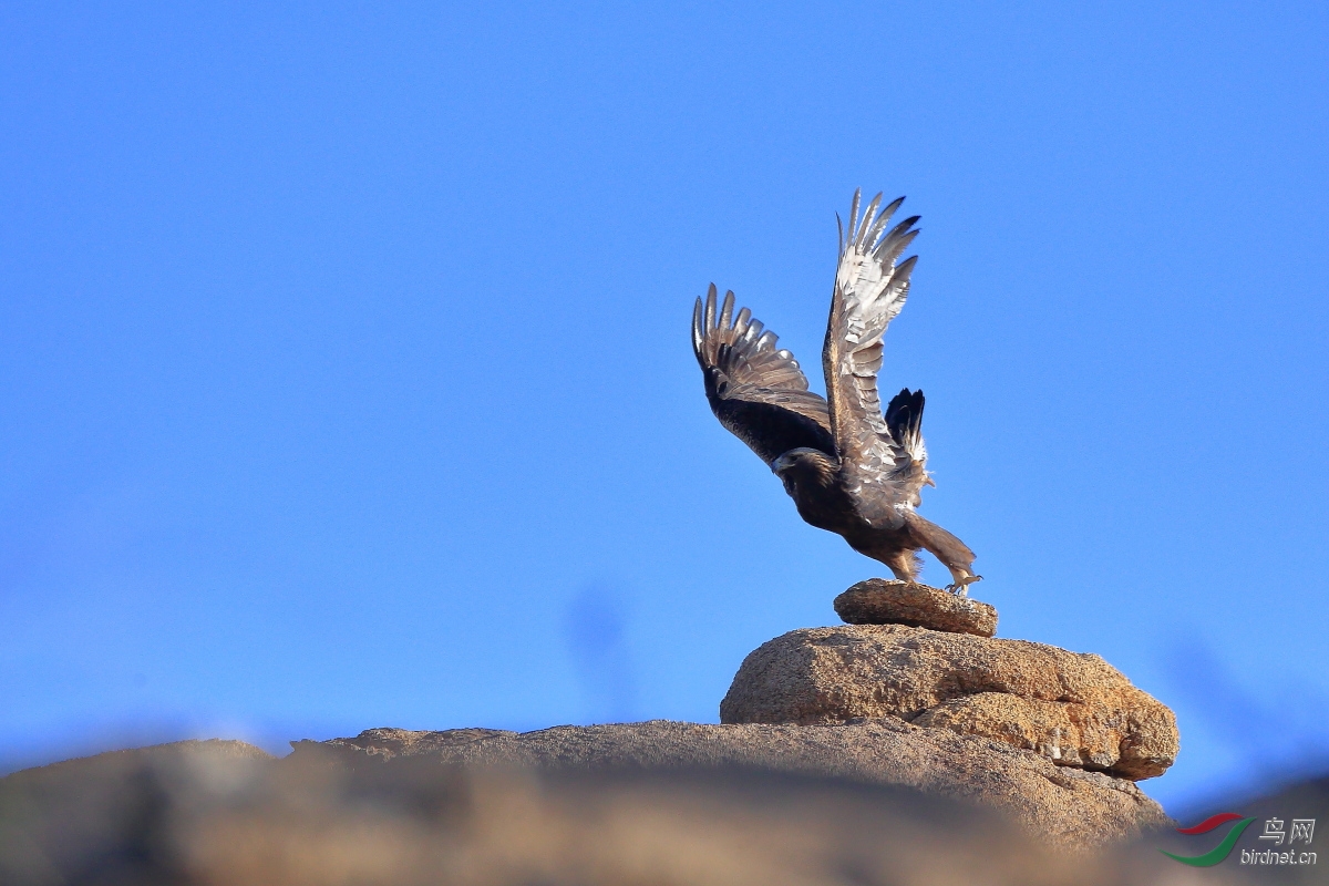 二连浩特拍金雕