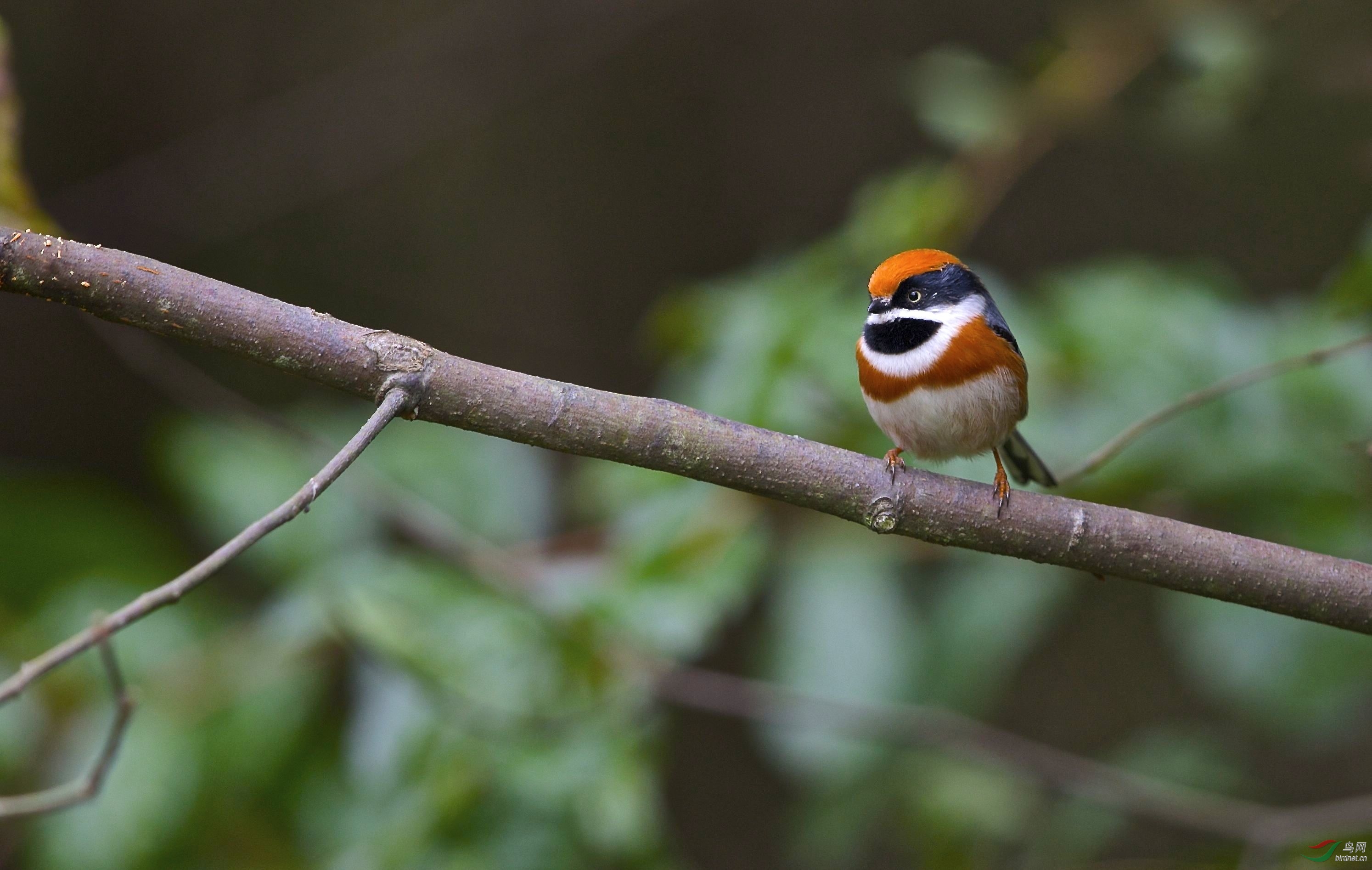一组小红头祝吉林版越来越红火! - 吉林版 jilin 鸟网