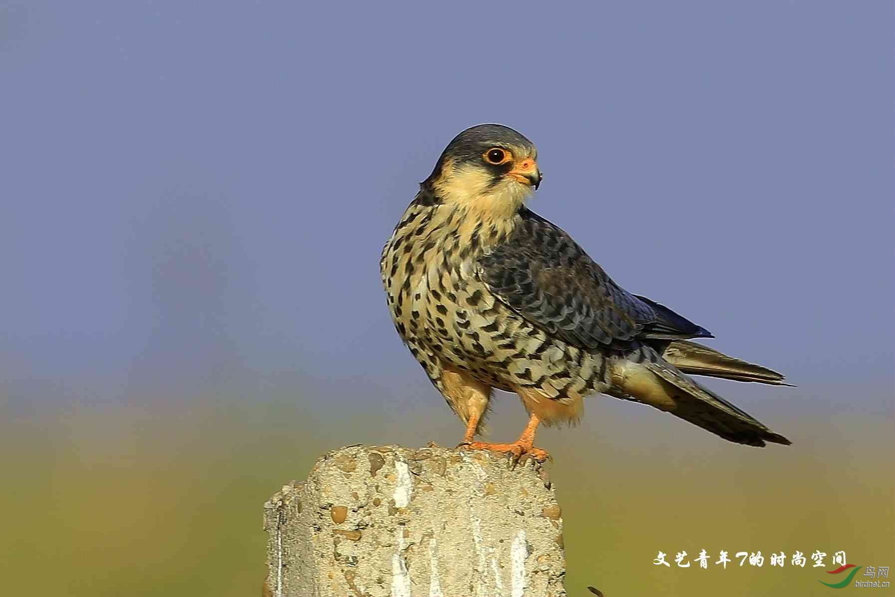 育苇场的——阿穆尔隼