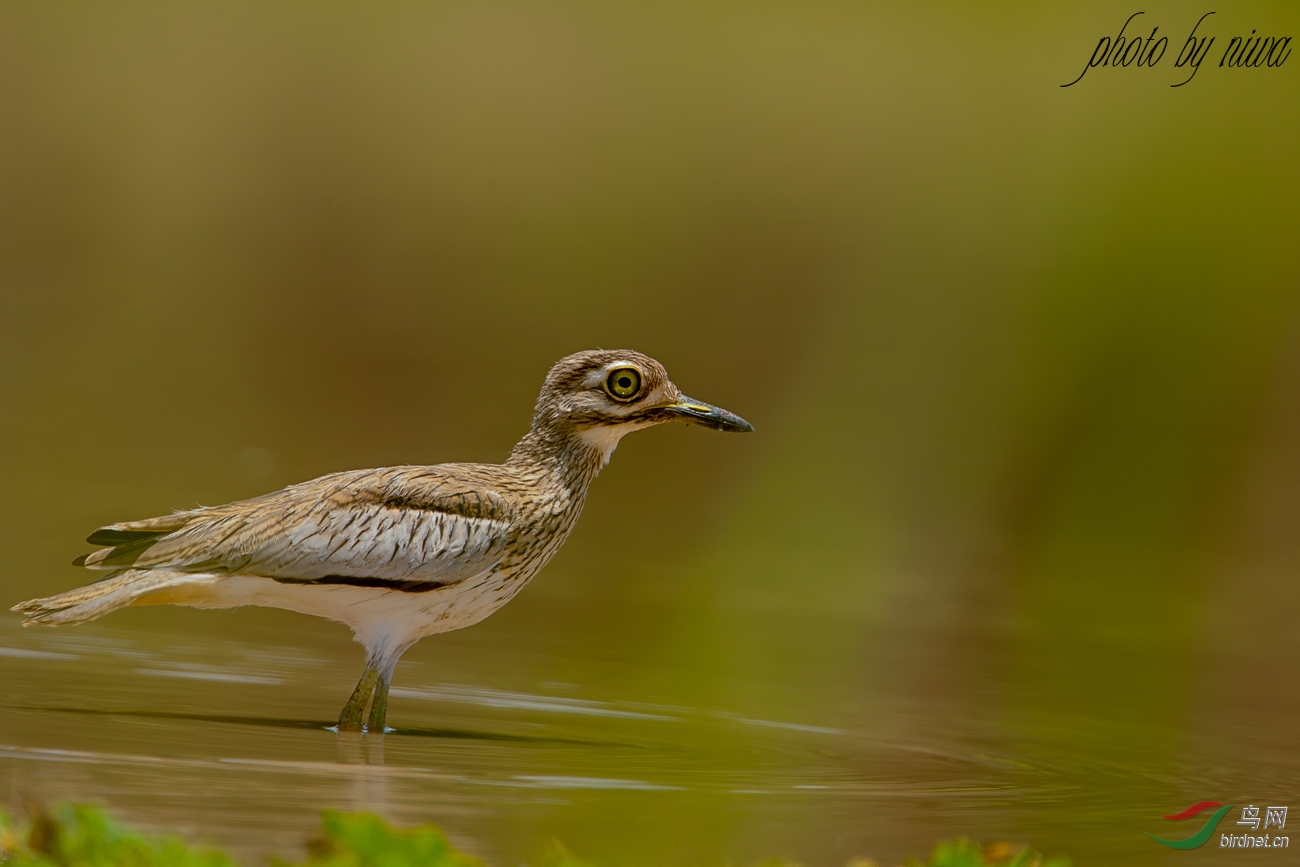 难得一见小石鸻