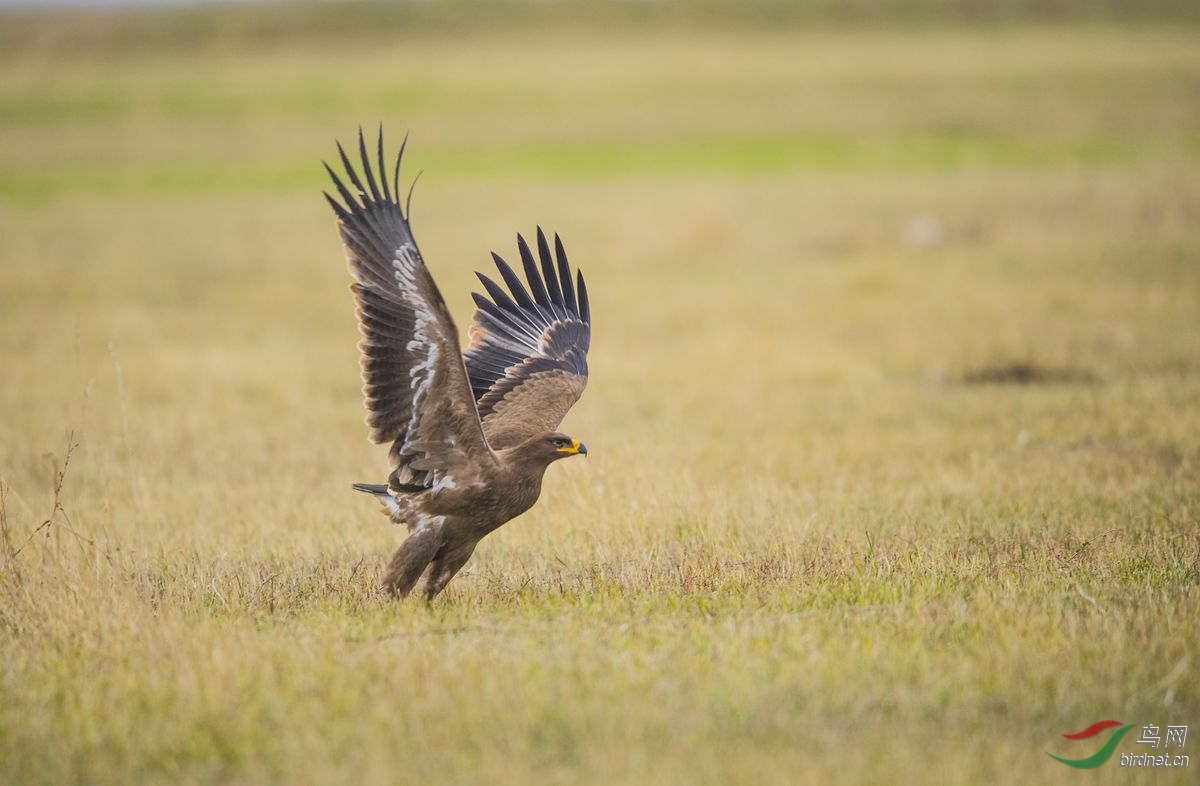 乌雕-------祝广东版展翅飞翔!