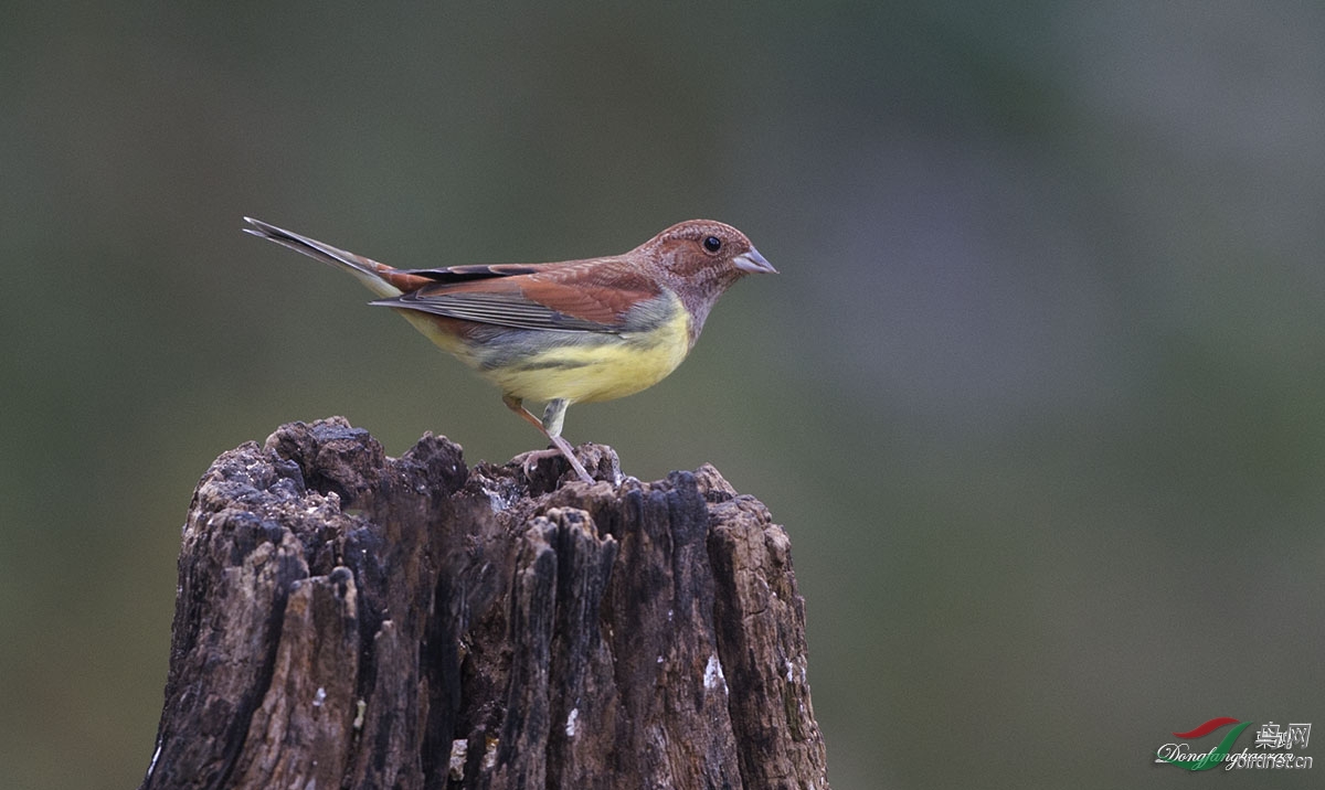 难得一见的《栗鹀》