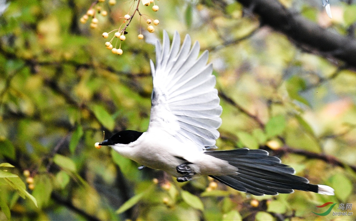 灰喜鹊 - 鸟类文化版 鸟网