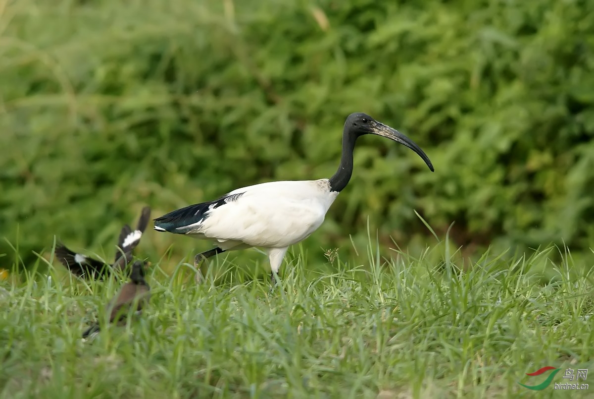 埃及圣鹮 - 湖北版 hubei 鸟网