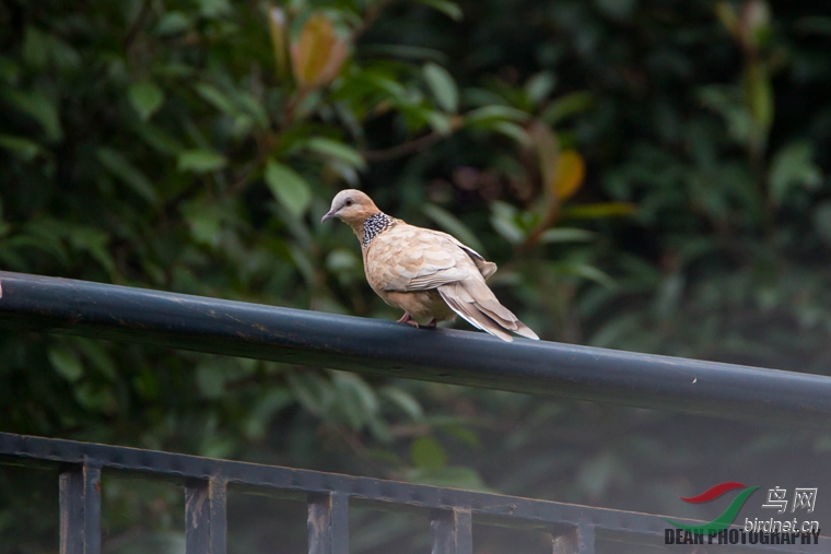 白化的珠颈斑鸠?