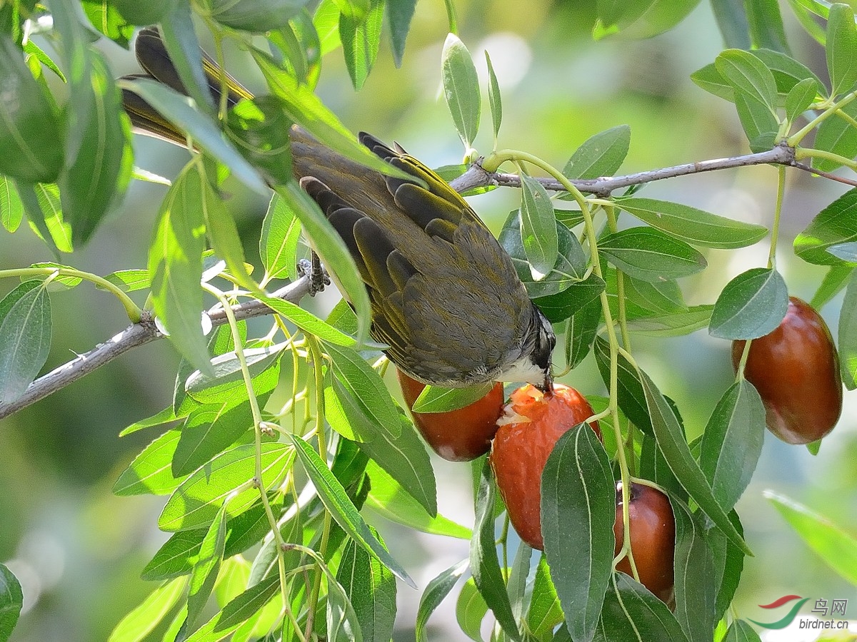 吃枣的小鸟2