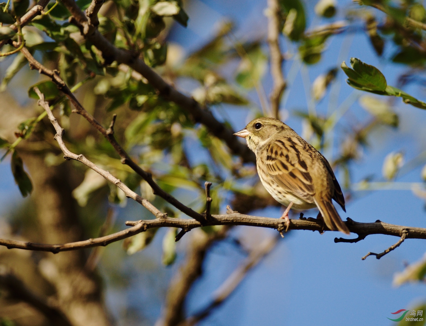 长山岛拍到的大短趾百灵