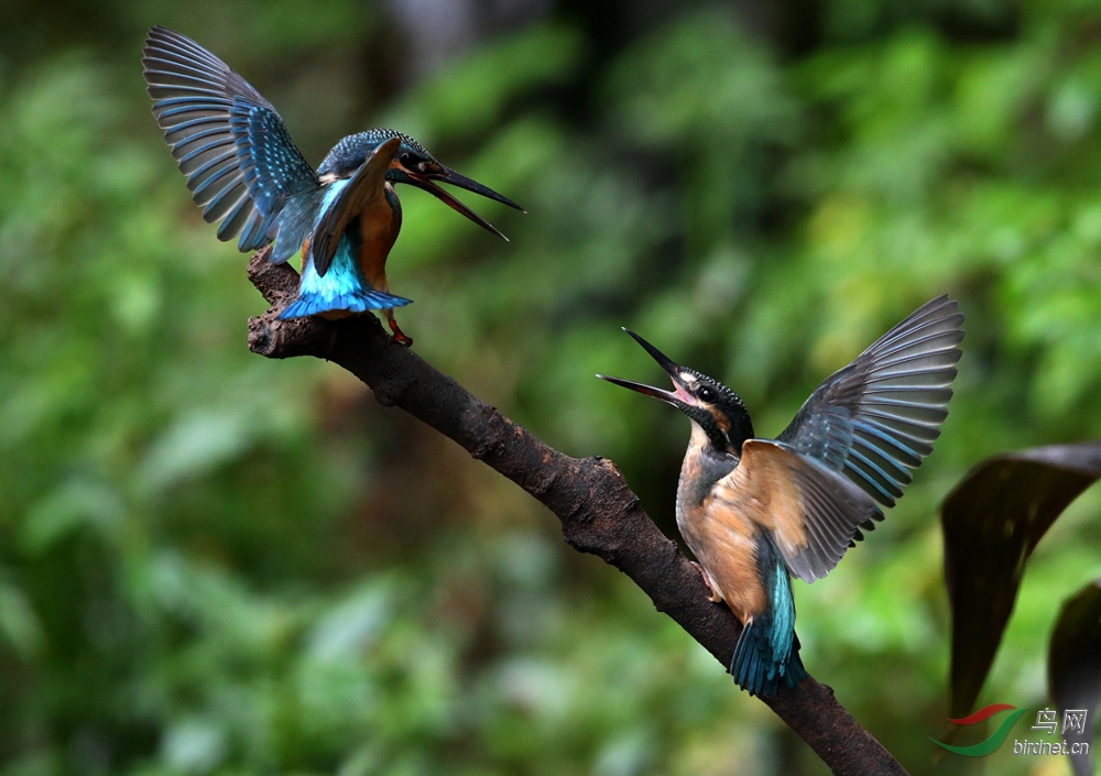 普通翠鸟狭路相逢贺图1获首页精华图片