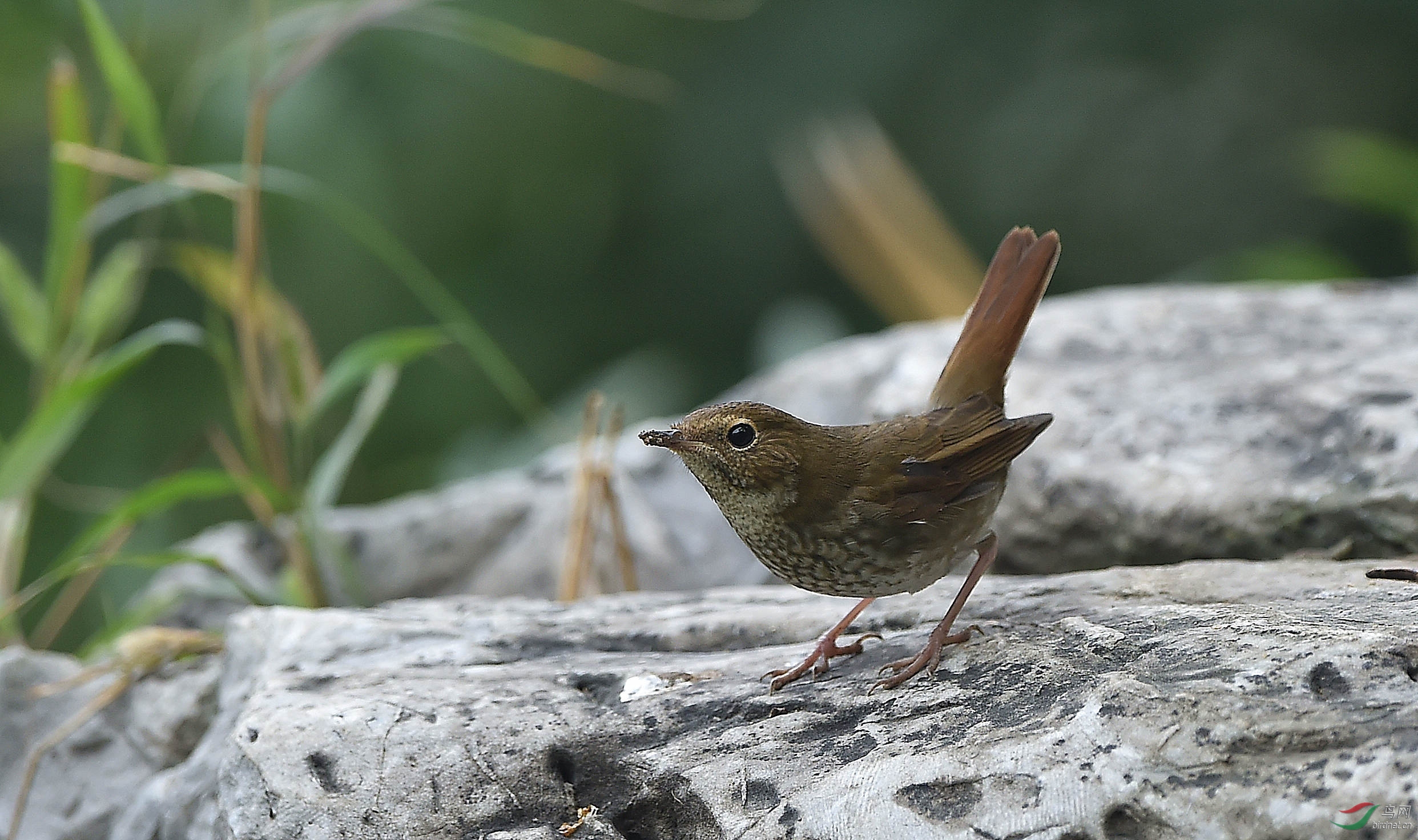 农展馆的红尾歌鸲