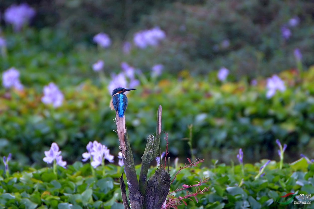 DSC_9461.JPG