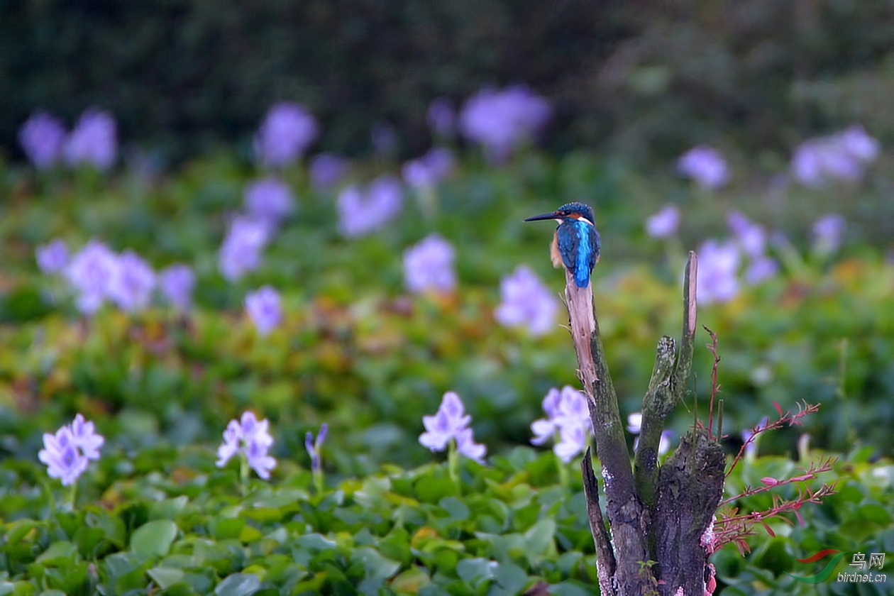 DSC_9465.JPG