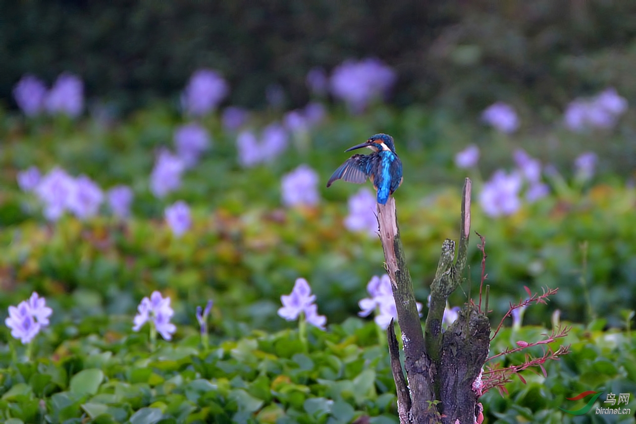 DSC_9466.JPG
