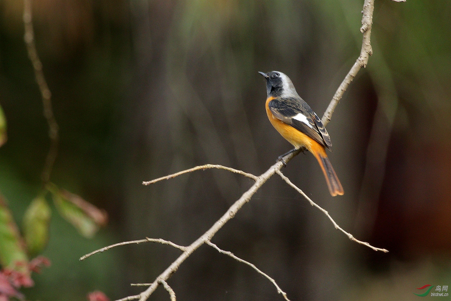 枣花归来 - 湖北版 hubei 鸟网