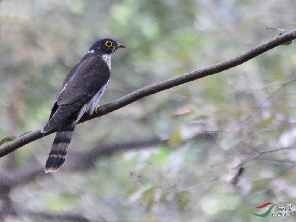 请教这是棕腹杜鹃的幼鸟吗