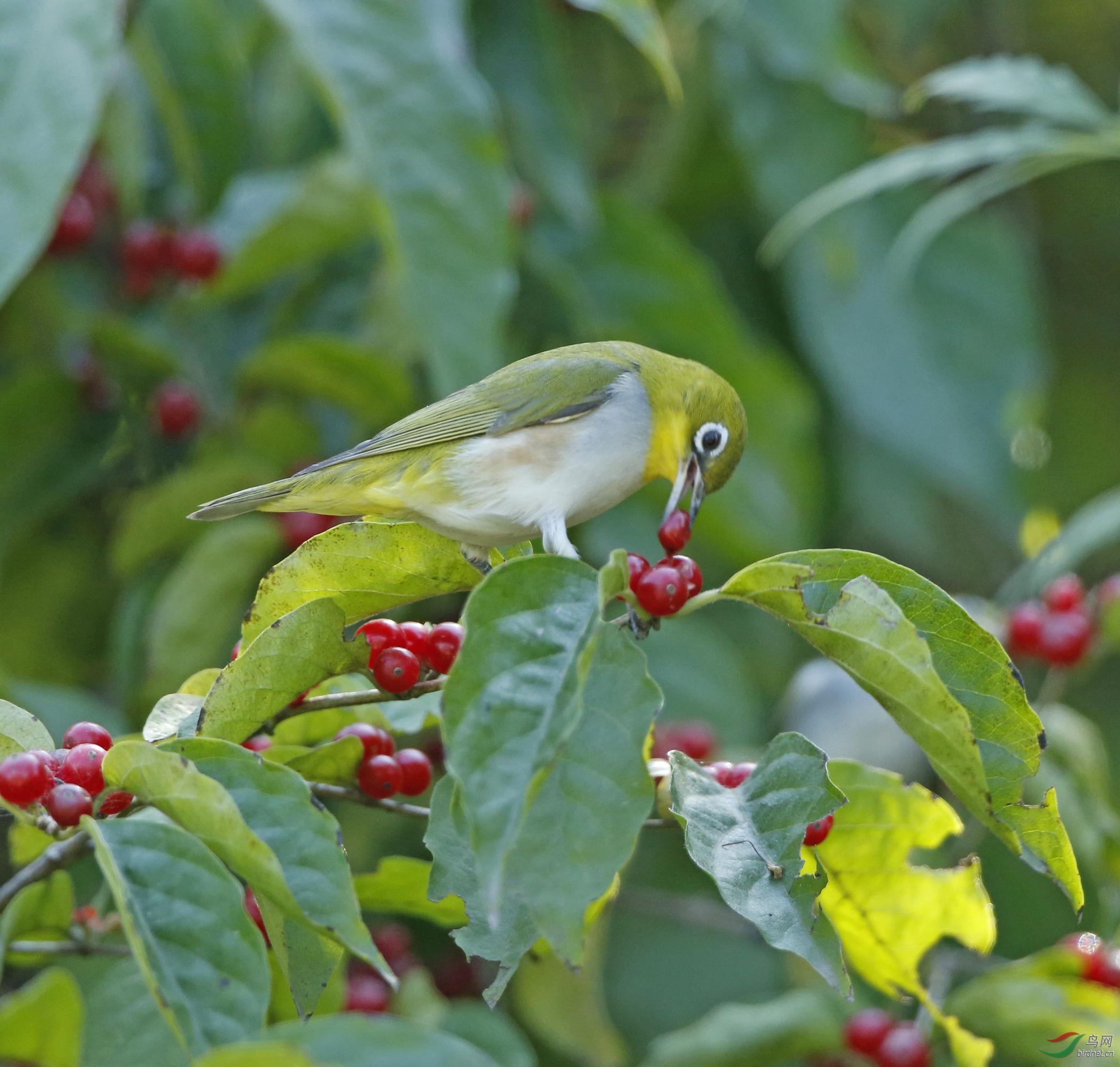 绣眼鸟吃红果