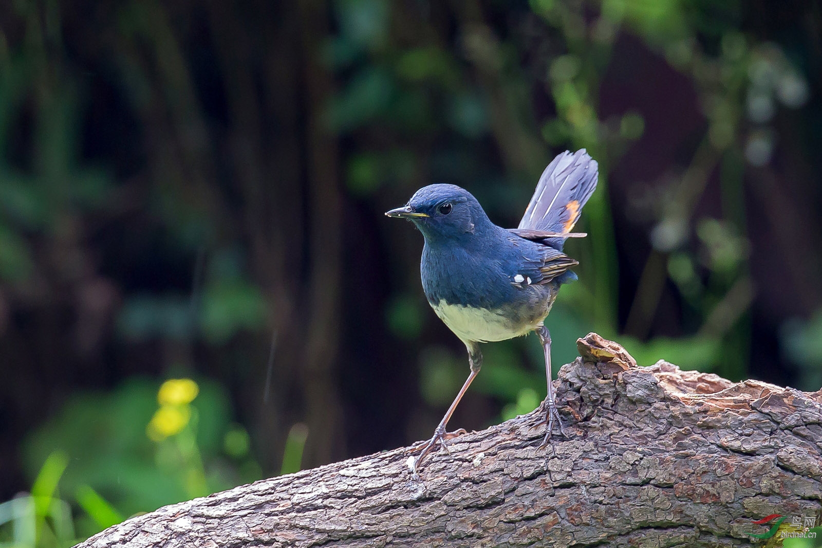 白腹短翅鸲(雌雄)