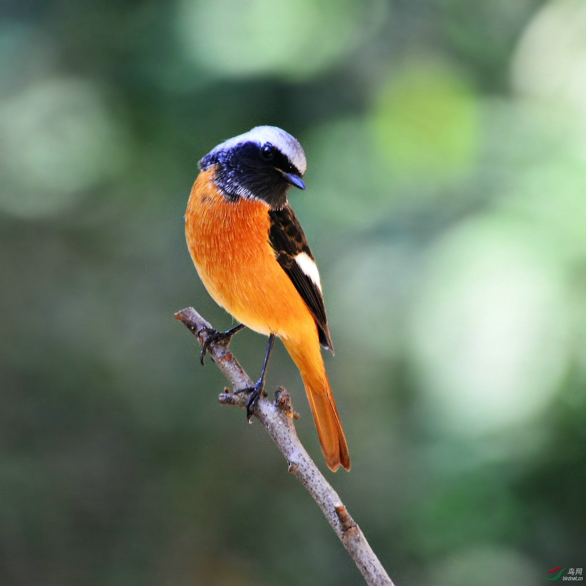 白头版北红尾鸲