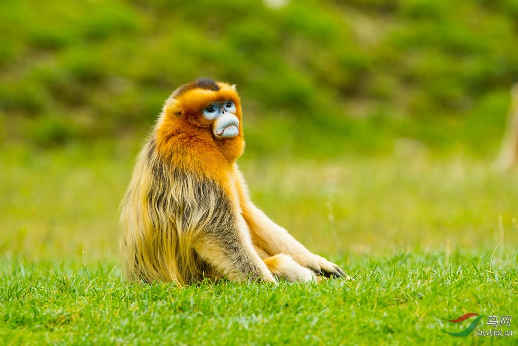 秦岭的金丝猴,问候动物版鸟友周末快乐!