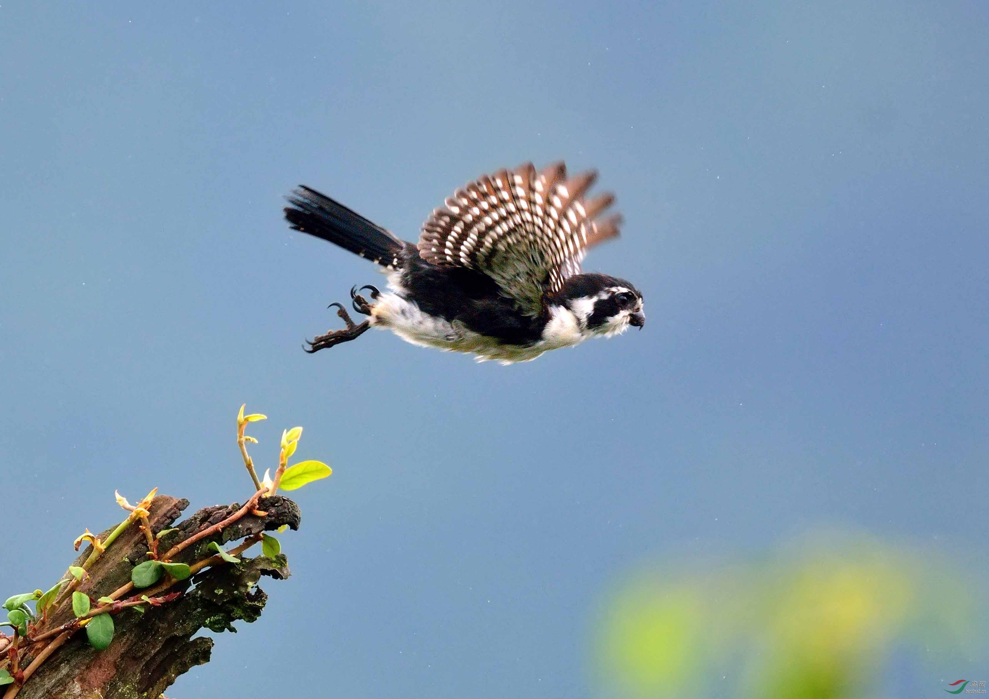 萌萌哒白腿小隼