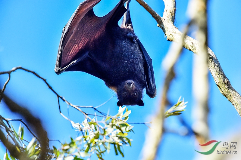 澳洲蝙蝠-.jpg