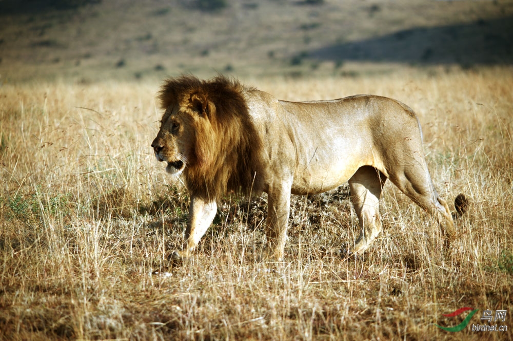 非洲草原五霸二《猛兽》 - 野生动物版 鸟网