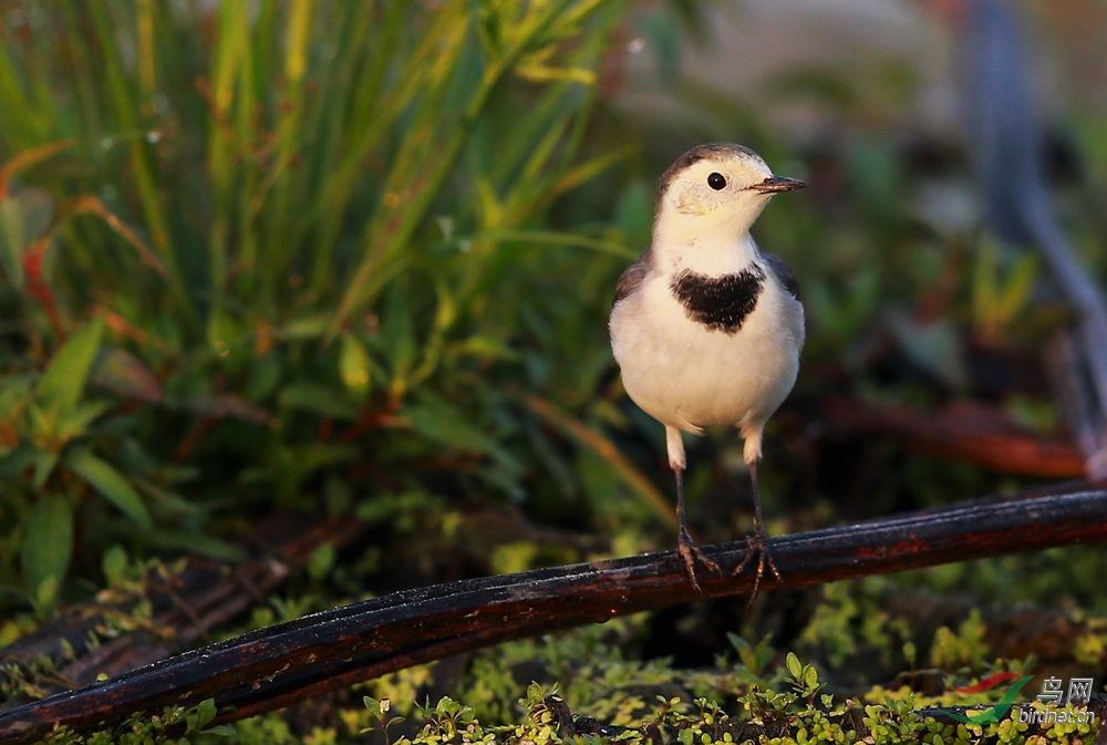 白鹡鸰系列(四)