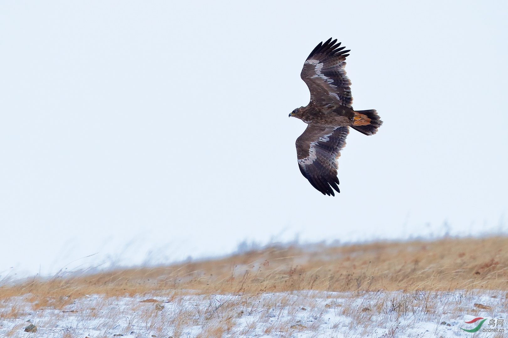 十月草原,风雪雕飞